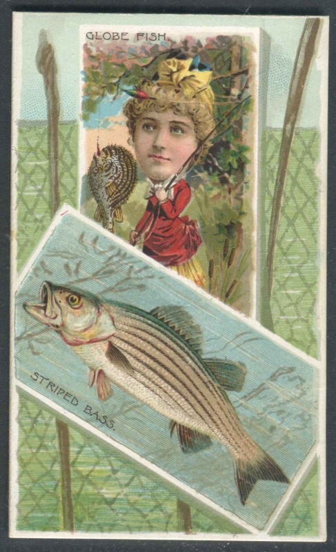 N108 Globe Fish, Striped Bass.jpg